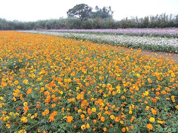 平鎮花彩節20151221(56)