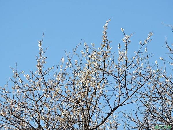 角板山梅花季20160116(13)