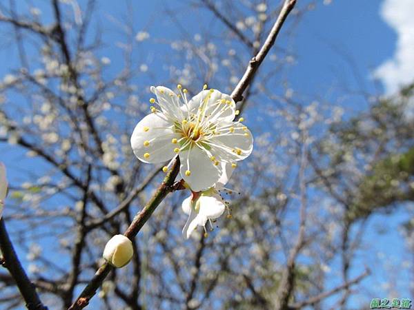 角板山梅花季20160116(17)