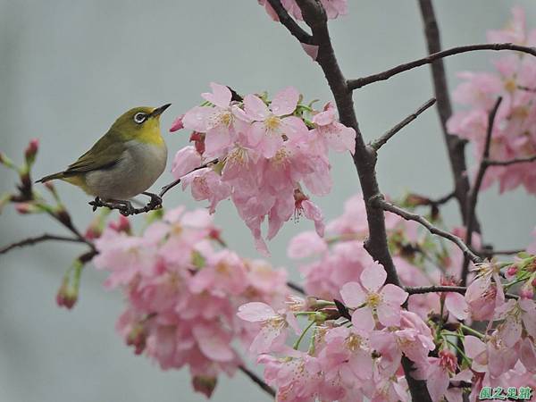 櫻花與綠繡眼(10)