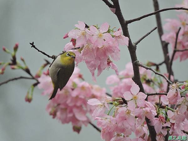 櫻花與綠繡眼(11)