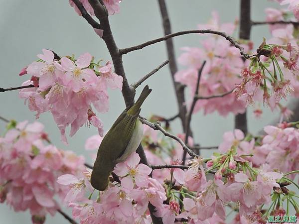 櫻花與綠繡眼(12)