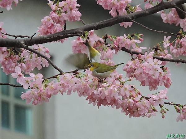 櫻花與綠繡眼(31)