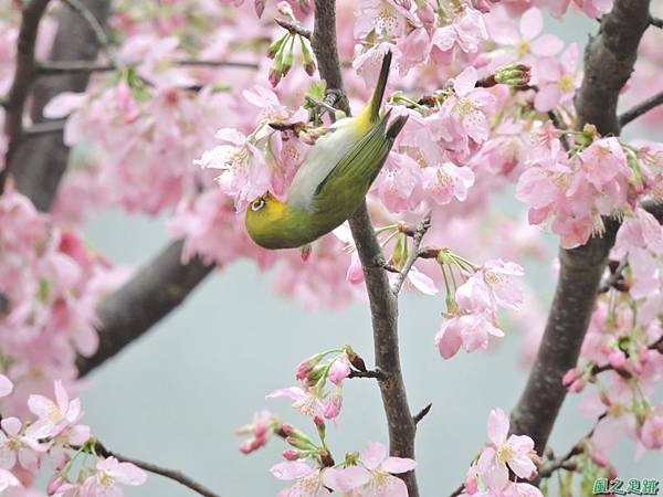 櫻花與綠繡眼(38)