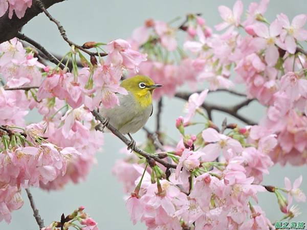 櫻花與綠繡眼(47)