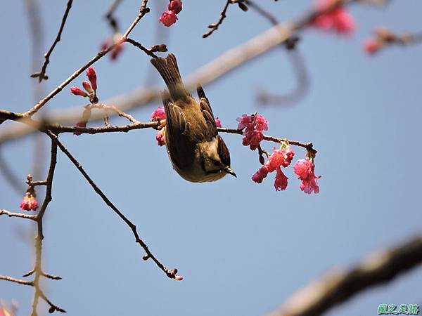 冠羽畫眉20160207(6)