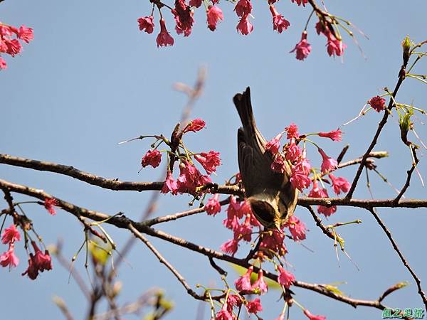 冠羽畫眉20160207(12)