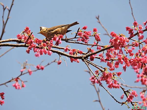 冠羽畫眉20160207(15)