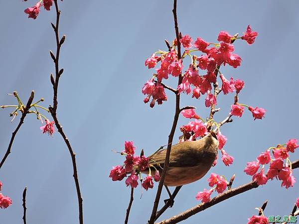 冠羽畫眉20160207(16)