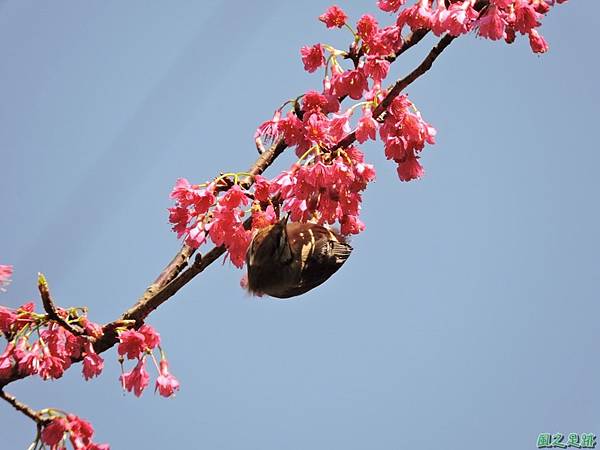 冠羽畫眉20160207(17)