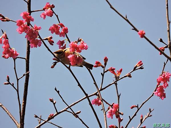 冠羽畫眉20160207(20)