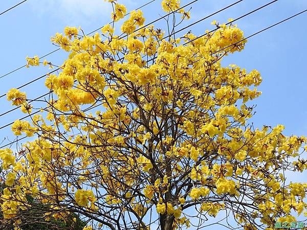 巨埔黃花風鈴木20160405(2)