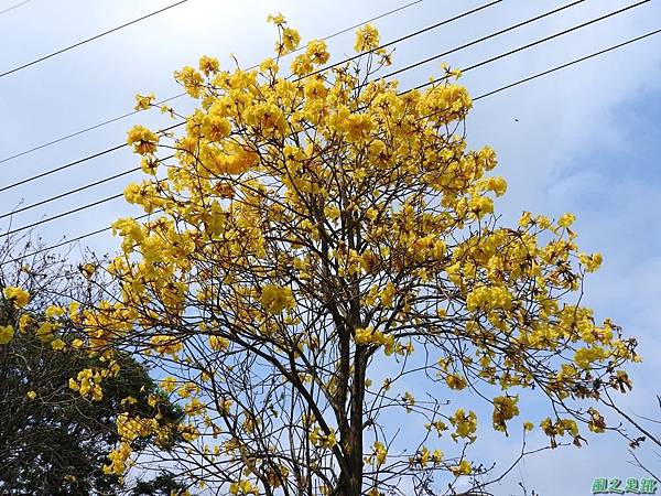 巨埔黃花風鈴木20160405(4)