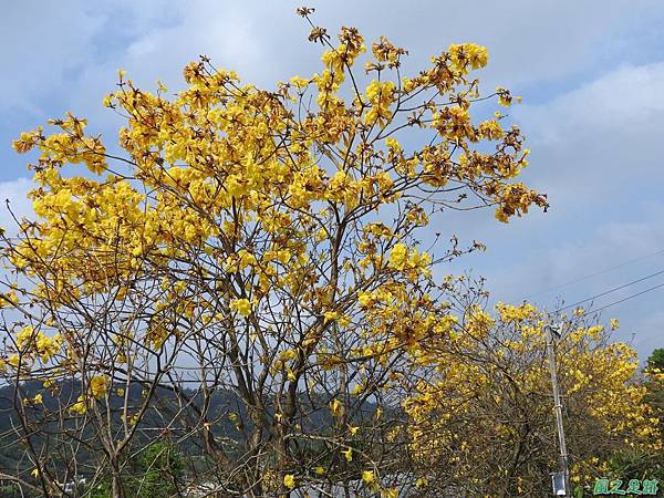 巨埔黃花風鈴木20160405(8)