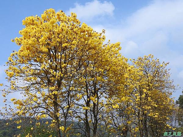 巨埔黃花風鈴木20160405(22)