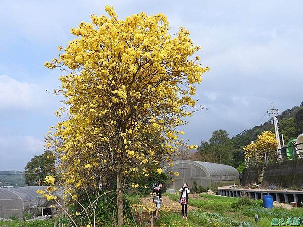 巨埔黃花風鈴木20160405(23)