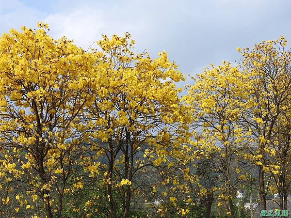 巨埔黃花風鈴木20160405(27)