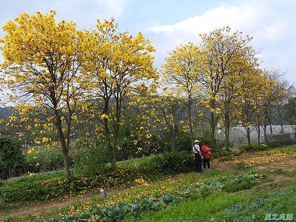 巨埔黃花風鈴木20160405(32)