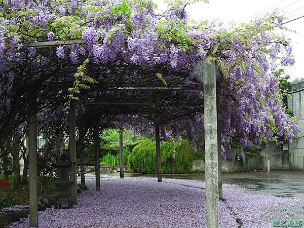 紫藤花20160410(6)
