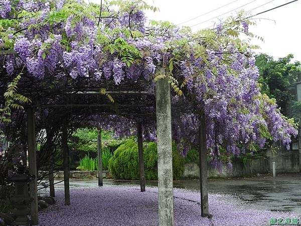 紫藤花20160410(8)
