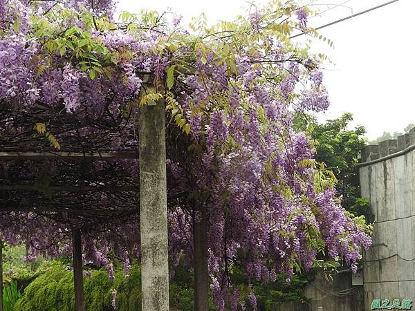 紫藤花20160410(17)