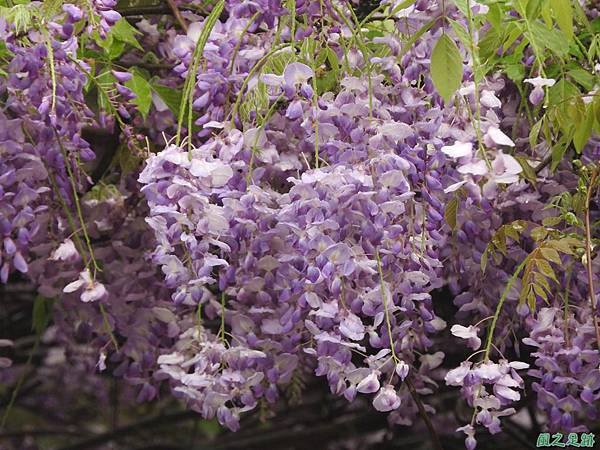 紫藤花20160410(19)