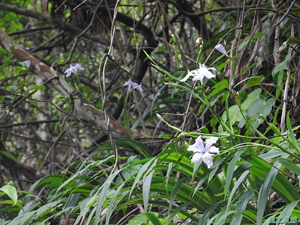 台灣鳶尾20160502(17)