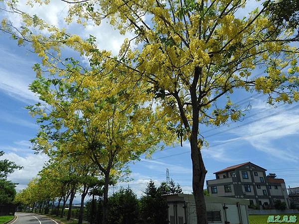 黃金雨20160528(48)