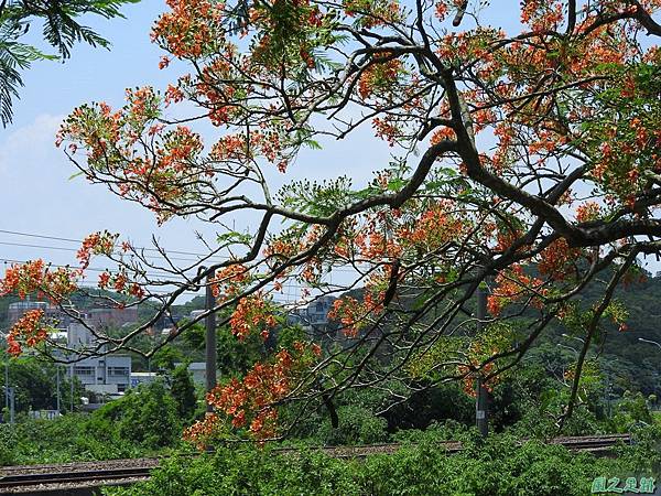 造橋鳳凰木20160604(33)