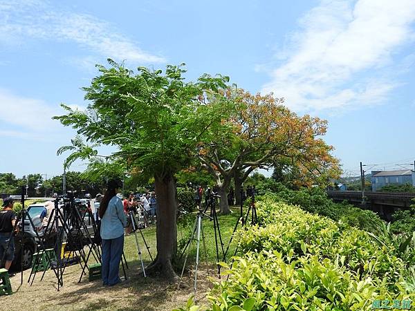 造橋鳳凰木20160604(39)