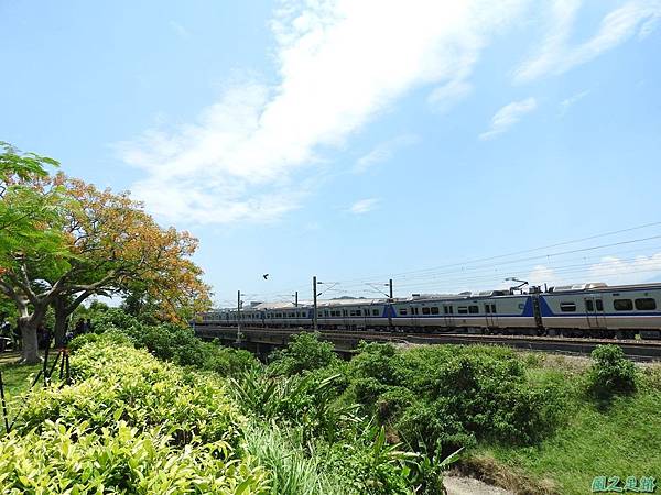 造橋鳳凰木20160604(41)