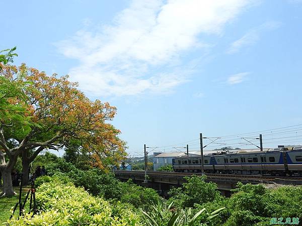 造橋鳳凰木20160604(42)