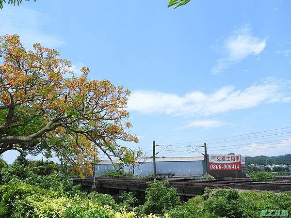 造橋鳳凰木20160604(44)