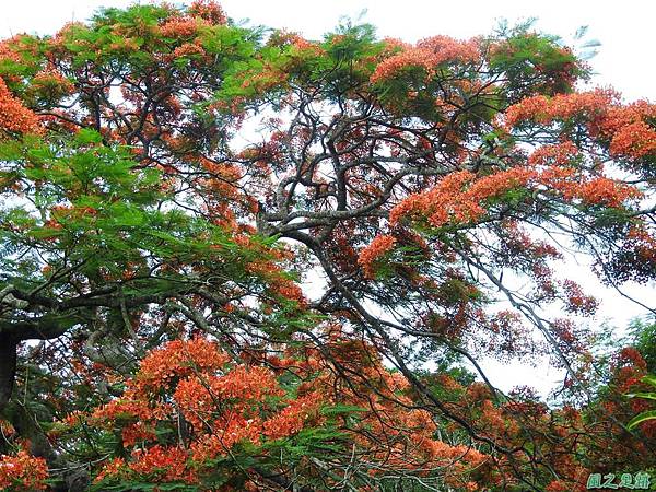 苗栗火紅鳳凰花20160604(1)