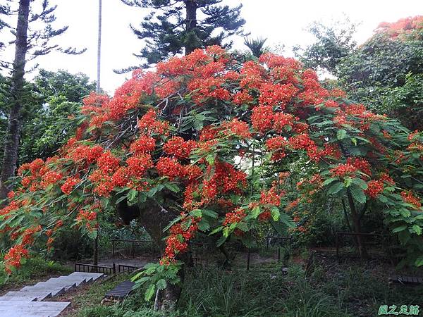 苗栗火紅鳳凰花20160604(3)