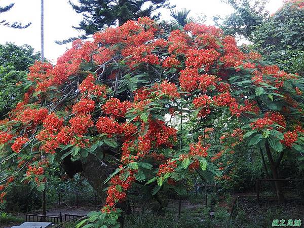 苗栗火紅鳳凰花20160604(4)