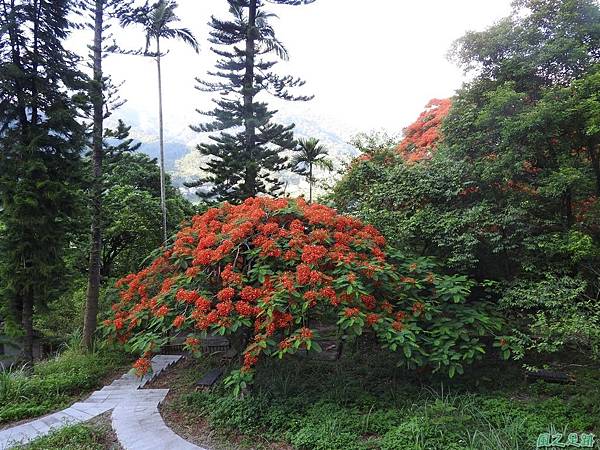 苗栗火紅鳳凰花20160604(5)