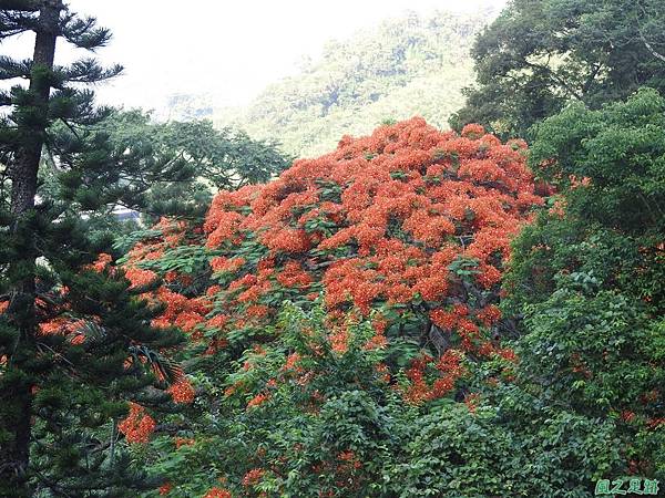 苗栗火紅鳳凰花20160604(7)