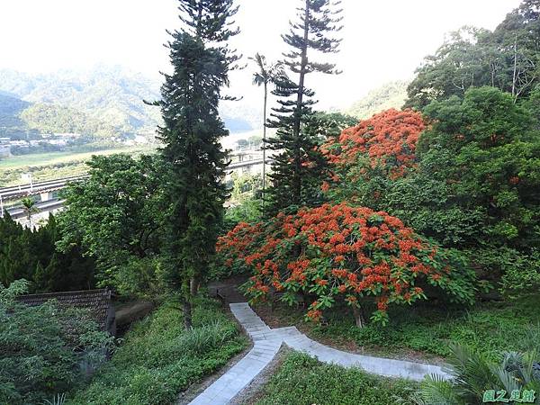 苗栗火紅鳳凰花20160604(9)