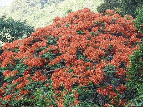 苗栗火紅鳳凰花20160604(11)