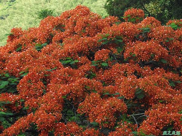 苗栗火紅鳳凰花20160604(12)