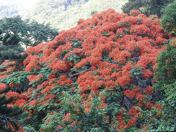 苗栗火紅鳳凰花20160604(13)