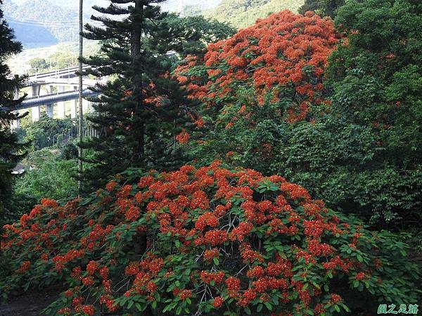 苗栗火紅鳳凰花20160604(14)