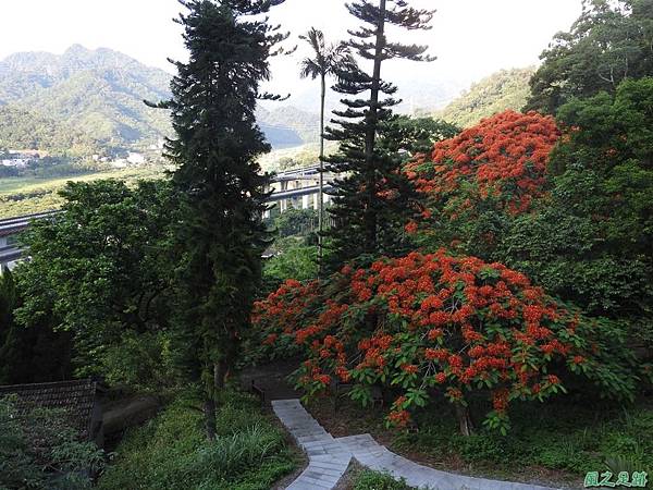 苗栗火紅鳳凰花20160604(15)