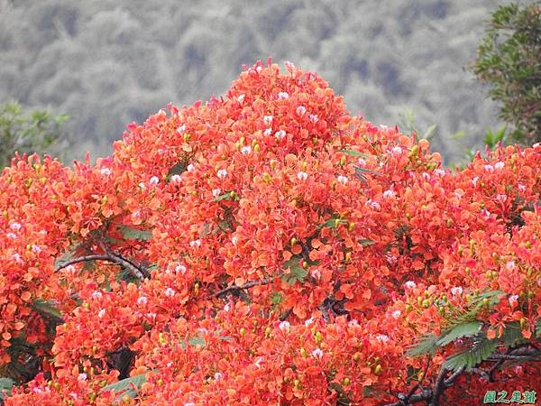 苗栗火紅鳳凰花20160604(16)