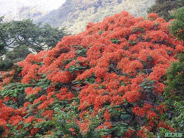 苗栗火紅鳳凰花20160604(17)