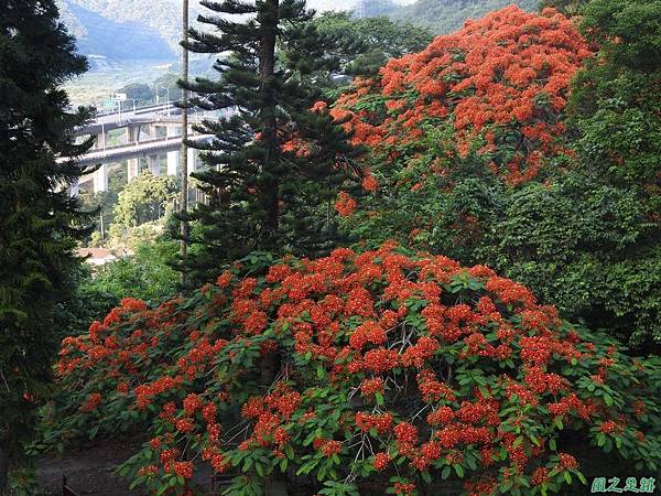 苗栗火紅鳳凰花20160604(19)