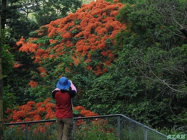 苗栗火紅鳳凰花20160604(21)