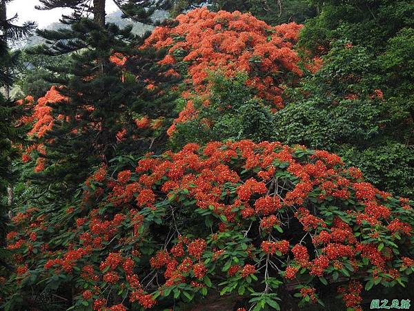 苗栗火紅鳳凰花20160604(22)