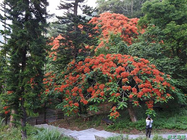 苗栗火紅鳳凰花20160604(23)